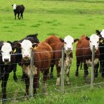 2014 live cattle herd