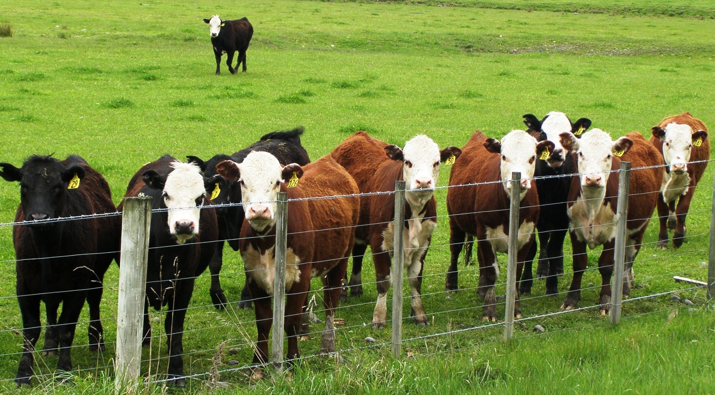 2014 live cattle herd