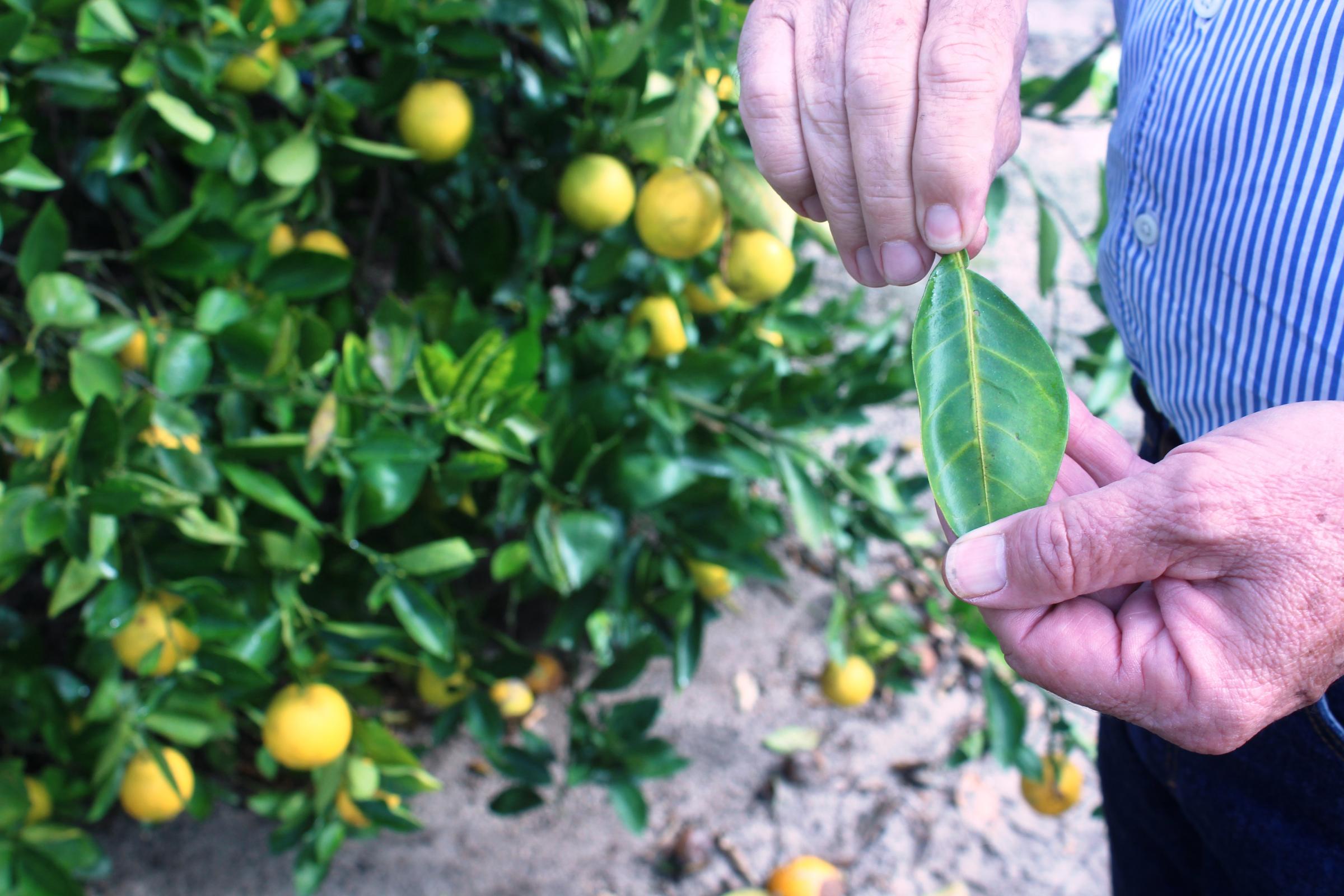 citrus greening effect