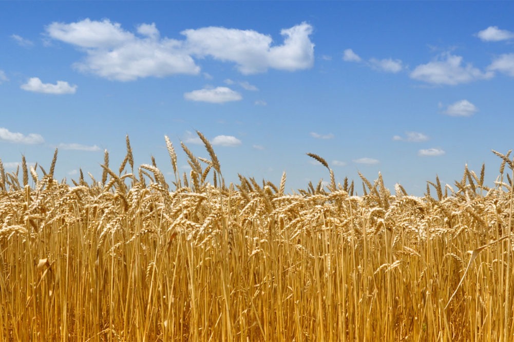 Seasonal Wheat Trading in October